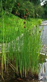 palka-drobna-typha-minima-rosliny-do-oczka