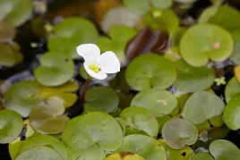 zabisciek-plywajacy-do-oczka-wodnego