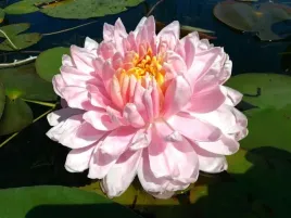 lilia-wodna-lily-pons-wyjatkowa-najpiekniejsza