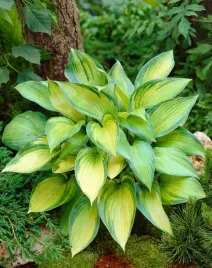 funkia-june-hosta-rosliny-do-ogrodu-i-wokol-oczka
