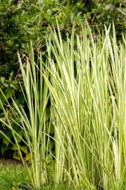 tatarak-zwyczajny-variegata-tatarak-paskowany-oczko-wodne