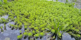 wywlocznik-okolkowy-natlenia-oczyszcza-oczko-wodne