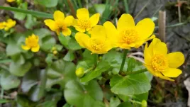 kaczeniec-zolty-kniec-blotna-gratisy-duzy-wybor