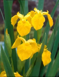 irys-zolty-kosaciec-zolty-do-oczka-wodnego-i-ogrodu