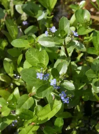 przetacznik-bobowniczek-do-oczka-wodnego-gratisy