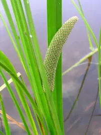 tatarak-zwyczajny-do-oczka-wodnego