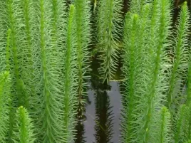 przestka-pospolita-hippuris-vulgaris-oczko-wodne-sadzonka