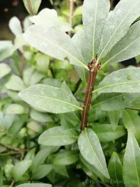 trzmielina-rudy-haag-karlowy-plonacy-krzew