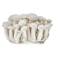 grzyby-shimeji-ok-150-g