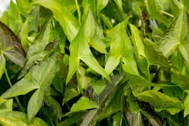 strzalka-wodna-mix-sagittaria-rosliny-do-oczka