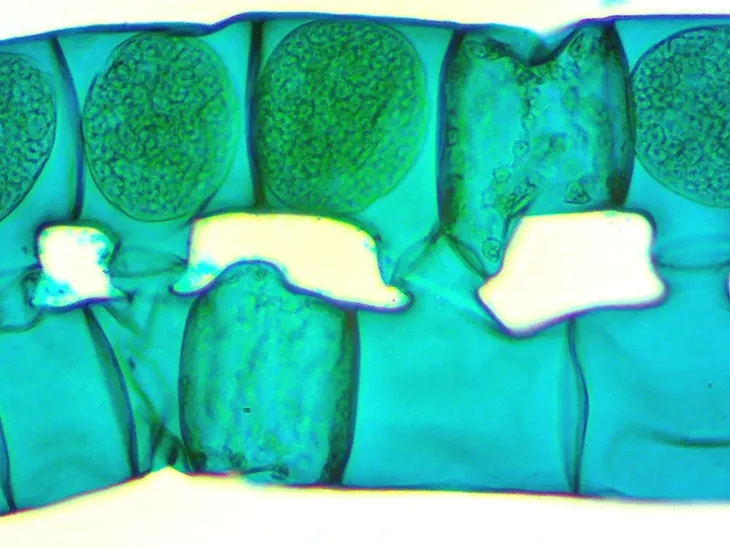 kamera-mikroskopowa-dlt-cam-basic-2-mp-usb-2-0-typ-mikroskopu-cyfrowy