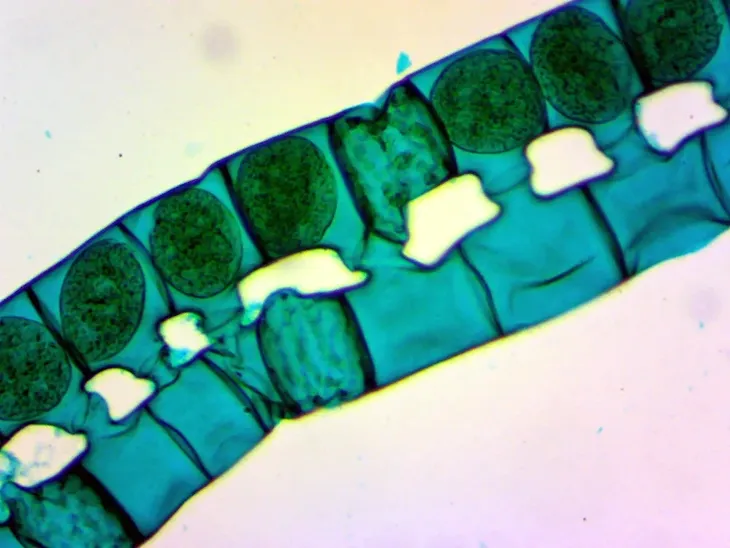 kamera-mikroskopowa-dlt-cam-basic-2-mp-usb-2-0-model-dlt-cam-basic-2-mp-usb-2-0-waga-z-opakowaniem-0-19-kg