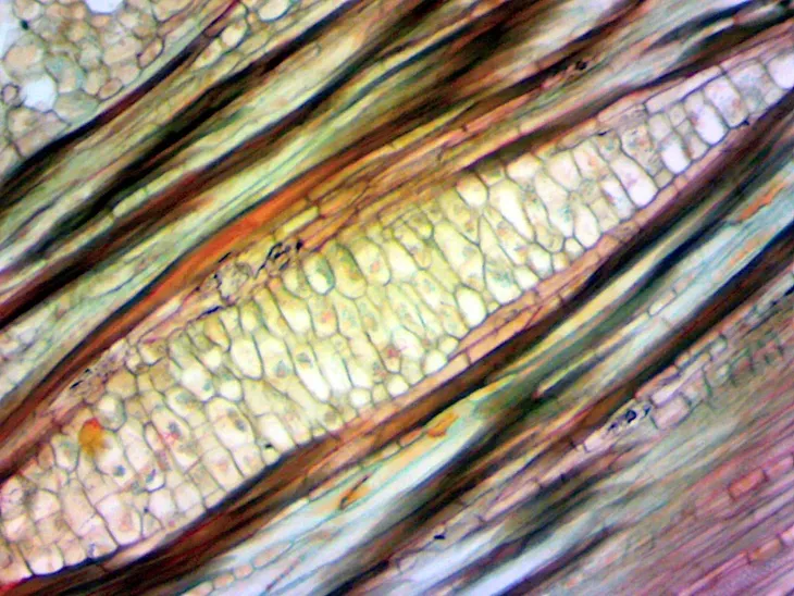 kamera-mikroskopowa-dlt-cam-basic-2-mp-usb-2-0-model-dlt-cam-basic-2-mp-usb-2-0-typ-mikroskopu-cyfrowy