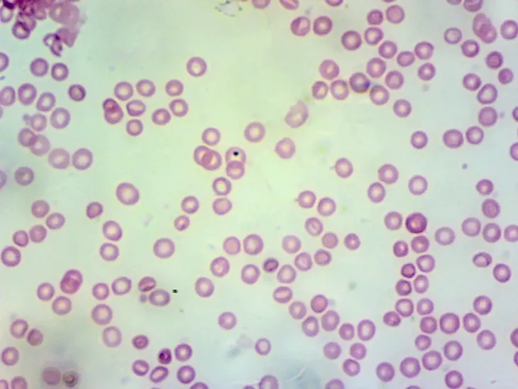 kamera-mikroskopowa-dlt-cam-basic-2-mp-usb-2-0-waga-z-opakowaniem-0-19-kg-model-dlt-cam-basic-2-mp-usb-2-0