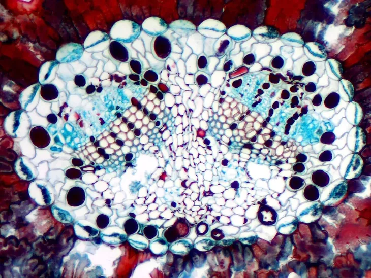 kamera-mikroskopowa-dlt-cam-basic-5-mp-usb-2-0-stan-nowy-typ-mikroskopu-cyfrowy