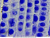 mikroskop-delta-optical-genetic-pro-mono-stan-nowy-typ-mikroskopu-optyczny