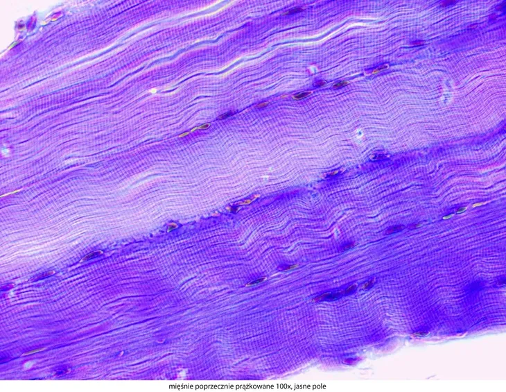mikroskop-delta-optical-genetic-pro-mono-stan-nowy-maksymalne-powiekszenie-1000-x
