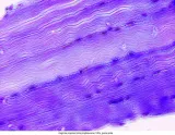 mikroskop-delta-optical-genetic-pro-mono-stan-nowy-maksymalne-powiekszenie-1000-x