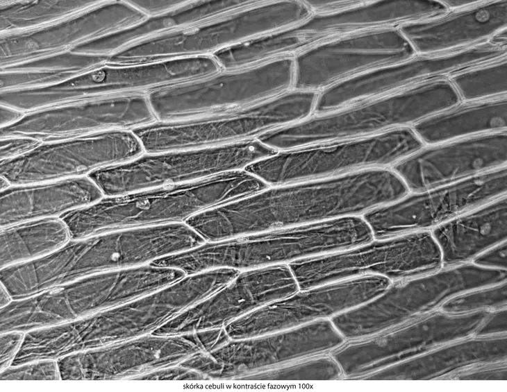 mikroskop-delta-optical-genetic-pro-mono-model-genetic-pro-mono-stan-nowy