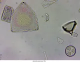 mikroskop-delta-optical-genetic-pro-mono-model-genetic-pro-mono-waga-z-opakowaniem-5-5-kg