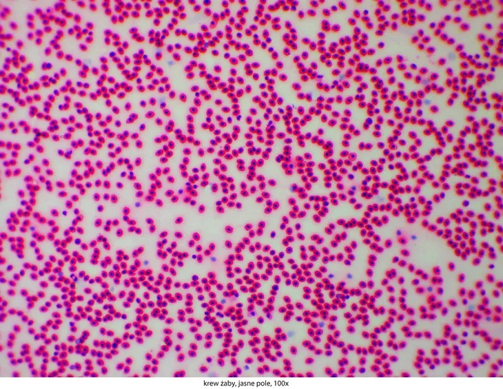 mikroskop-delta-optical-genetic-pro-mono-model-genetic-pro-mono-kod-producenta-do-3400