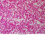 mikroskop-delta-optical-genetic-pro-mono-model-genetic-pro-mono-kod-producenta-do-3400