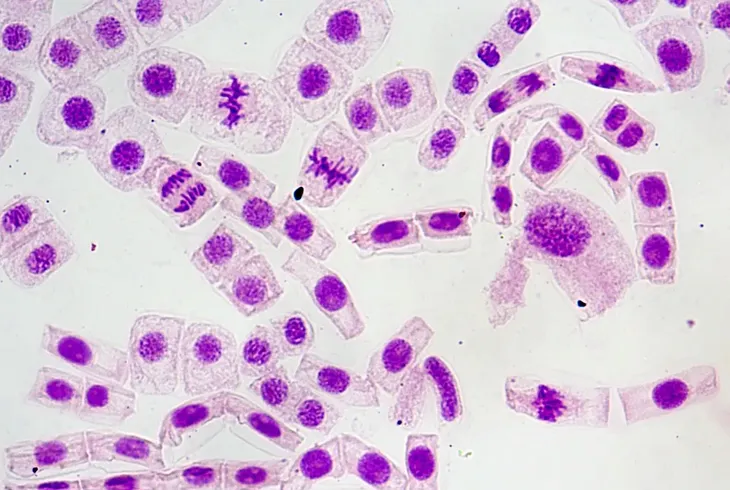 mikroskop-delta-optical-proteone-stan-nowy-typ-mikroskopu-optyczny