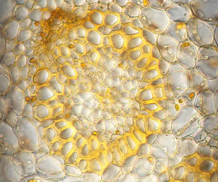 mikroskop-delta-optical-proteone-stan-nowy-maksymalne-powiekszenie-1000-x