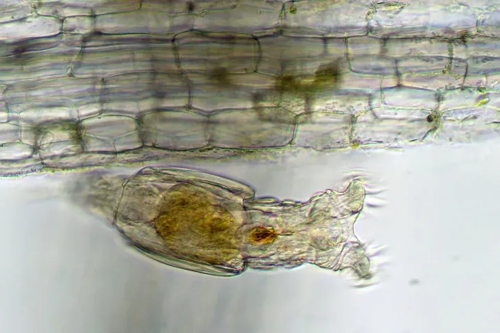 mikroskop-delta-optical-proteone-model-proteone-kod-producenta-do-3800