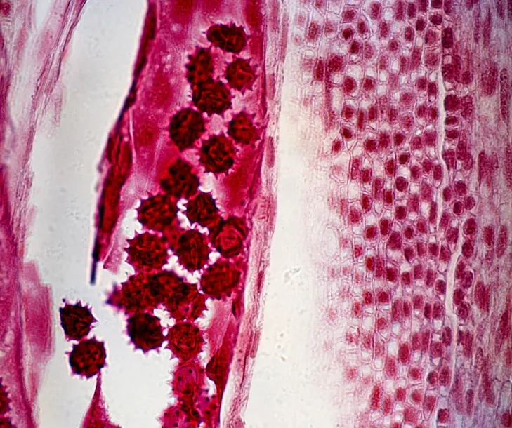 mikroskop-delta-optical-proteone-model-proteone-typ-mikroskopu-optyczny