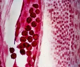 mikroskop-delta-optical-proteone-model-proteone-typ-mikroskopu-optyczny