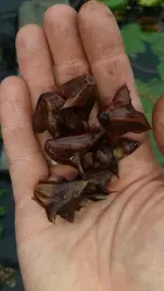 orzech-wodny-kotewki-trapa-natans-rosliny-do-stawu-oczka