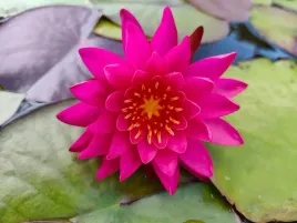 lilia-wodna-than-kwan-mocny-kolor-nymphaea-fuksja