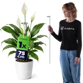 podpora-do-roslin-75cm-obejma-hortensji-kwiatow-doniczkowych-podporka