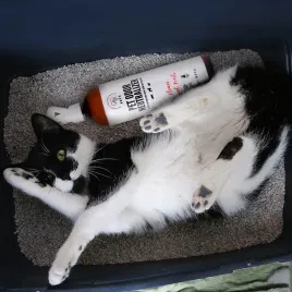 pet-odor-neutralizer-odplamiacz-i-neutralizator-zapachu-moczu-500ml