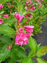 krzewuszka-big-love-o-dlugim-kwitnieniu