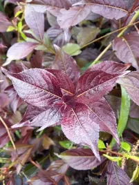krzewuszka-black-ruby-atrakcyjne-wybarwienie