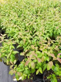 deren-powabny-lady-jane-okrywowy-i-do-pojemnikow