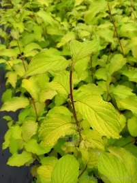 deren-rozlogowy-sunshine-o-ladnym-wybarwieniu