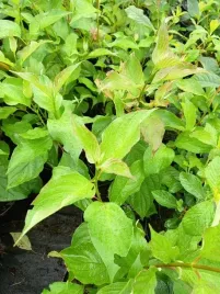 deren-rozlogowy-coral-red-okrywowy-do-ogrodu