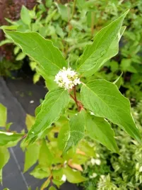 deren-rozlogowy-cardinal-o-jesiennym-wybarwieniu