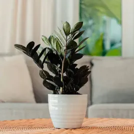 zamioculcas-raven-czarny-zamiokulkas-niespotykany