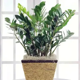zamiokulkas-zamiolistny-zamioculcas-mega-duzy-xxl