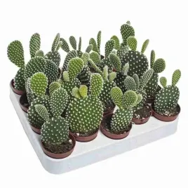 opuncja-opuntia-microdasys-albata-bunny-drobnokolc