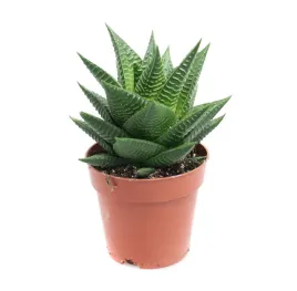 haworthia-limifolia-ciemno-zielona-haworsja