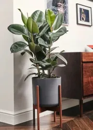 fikus-elastica-robusta-piekny-duzy-fikus-figowiec