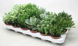 crassula-grubosz-zestaw-mix-3-roslin-las-w-sloiku