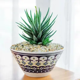 ladna-haworthia-fasciata-concolor-oszroniona