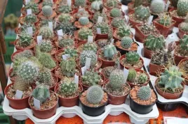 zestaw-mix-6-roznych-kaktusow-kaktus-kaktusy-opuncja-sukulent