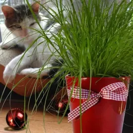 kocia-trawa-dla-kota-cyperus-zumula-przysmak-koci